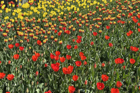 Tulipány