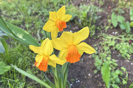 NARCISKY
